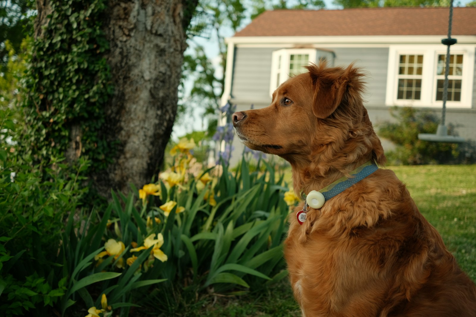 Dog relaxing on a grassy backyard in Milton
